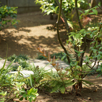 地被植物。花や形がユニークな葉など、森のような庭の雰囲気を演出。